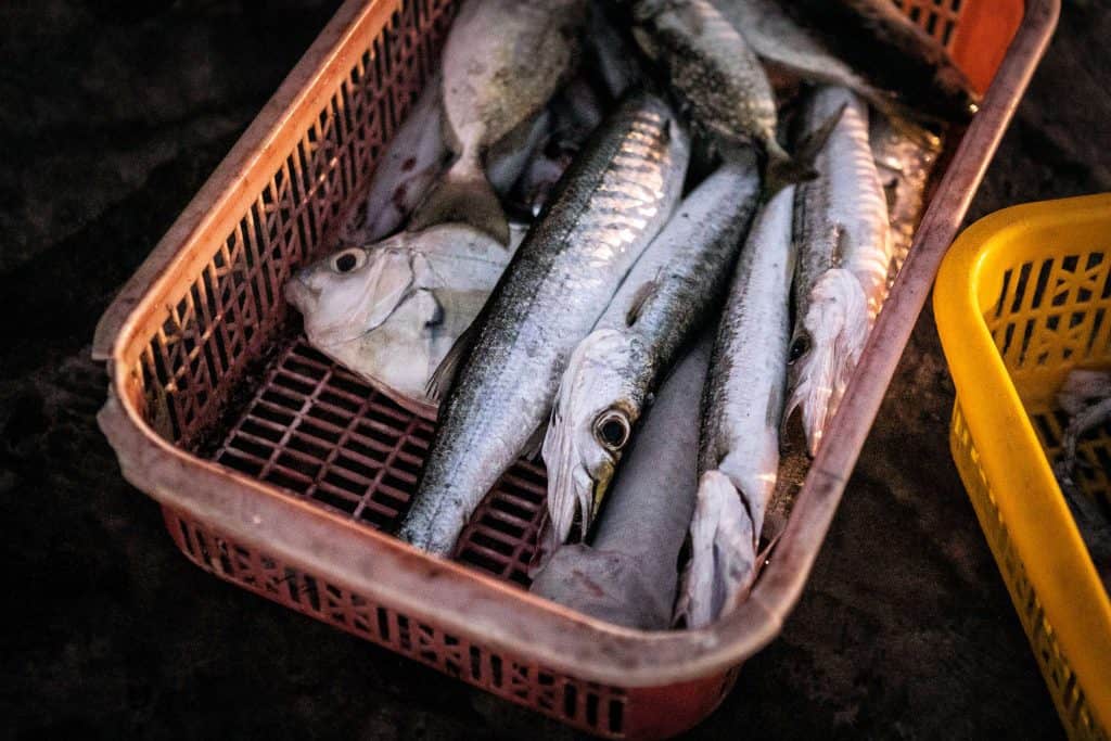 Fotografie-Reportage-Vietnam_HoiAn-Fishmarket-Marina_Schedler-Photography-007