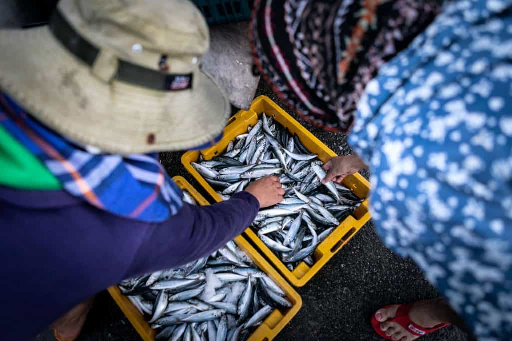 Fotografie-Reportage-Vietnam_HoiAn-Fishmarket-Marina_Schedler-Photography-021
